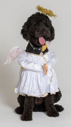 Heavenly Hound Dog Costume